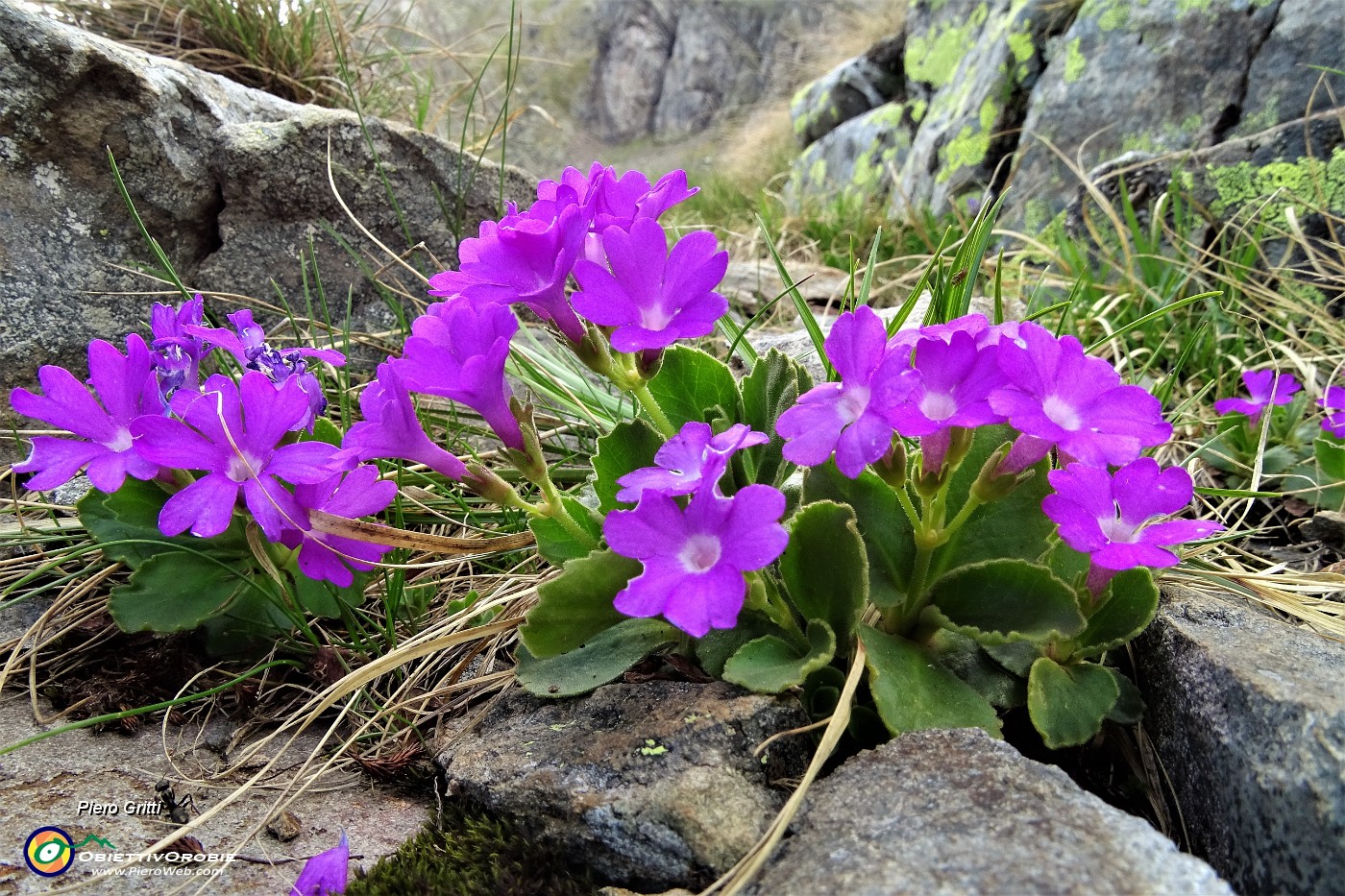 80 Primula irsuta (Primula Hirsuta).JPG